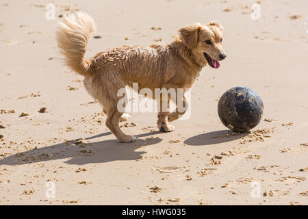 Bournemouth, Dorset, UK. 21. März 2017. UK-Wetter: Bournemouth genießt einen schönen sonnigen Tag als Besucher gehen ans Meer machen das Beste aus der Sonne an den Stränden von Bournemouth.  Hund spielen Fußball am Strand Credit: Carolyn Jenkins/Alamy Live News Stockfoto