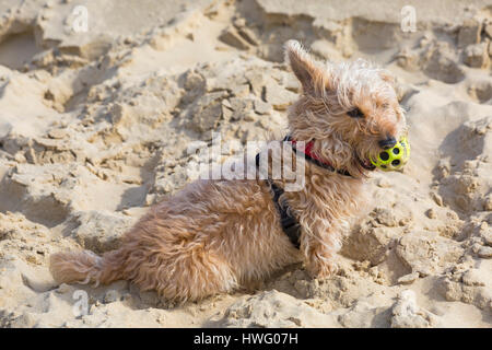 Bournemouth, Dorset, UK. 21. März 2017. UK-Wetter: Bournemouth genießt einen schönen sonnigen Tag als Besucher gehen ans Meer machen das Beste aus der Sonne an den Stränden von Bournemouth. Hundesitting auf Sand mit Ball im Mund Credit: Carolyn Jenkins/Alamy Live News Stockfoto