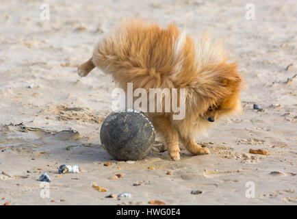 Bournemouth, Dorset, UK. 21. März 2017. UK-Wetter: Bournemouth genießt einen schönen sonnigen Tag als Besucher gehen ans Meer machen das Beste aus der Sonne an den Stränden von Bournemouth.  Pommerschen Hund genießt Ballspiele am Strand Credit: Carolyn Jenkins/Alamy Live News Stockfoto