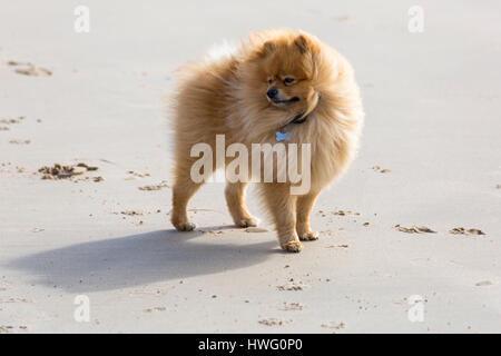 Bournemouth, Dorset, UK. 21. März 2017. UK-Wetter: Bournemouth genießt einen schönen sonnigen Tag als Besucher gehen ans Meer machen das Beste aus der Sonne an den Stränden von Bournemouth.  Pommerschen Hund stehen am Strand Credit: Carolyn Jenkins/Alamy Live News Stockfoto