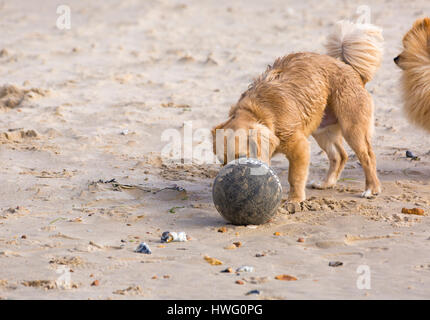 Bournemouth, Dorset, UK. 21. März 2017. UK-Wetter: Bournemouth genießt einen schönen sonnigen Tag als Besucher gehen ans Meer machen das Beste aus der Sonne an den Stränden von Bournemouth.  Hunde spielen Fußball am Strand Credit: Carolyn Jenkins/Alamy Live News Stockfoto