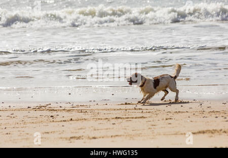 Bournemouth, Dorset, UK. 21. März 2017. UK-Wetter: Bournemouth genießt einen schönen sonnigen Tag als Besucher gehen ans Meer machen das Beste aus der Sonne an den Stränden von Bournemouth.  Hund Spaß im Meer Credit: Carolyn Jenkins/Alamy Live News Stockfoto