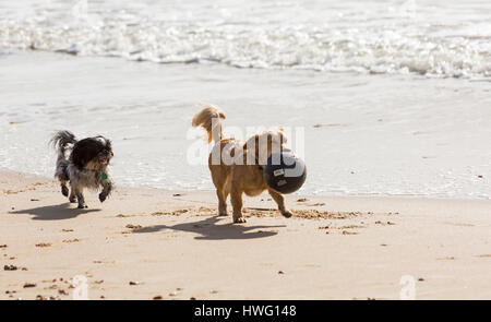 Bournemouth, Dorset, UK. 21. März 2017. UK-Wetter: Bournemouth genießt einen schönen sonnigen Tag als Besucher gehen ans Meer machen das Beste aus der Sonne an den Stränden von Bournemouth.  Hunde spielen Fußball am Strand Credit: Carolyn Jenkins/Alamy Live News Stockfoto