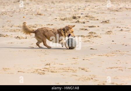 Bournemouth, Dorset, UK. 21. März 2017. UK-Wetter: Bournemouth genießt einen schönen sonnigen Tag als Besucher gehen ans Meer machen das Beste aus der Sonne an den Stränden von Bournemouth.  Hund spielen Fußball am Strand Credit: Carolyn Jenkins/Alamy Live News Stockfoto