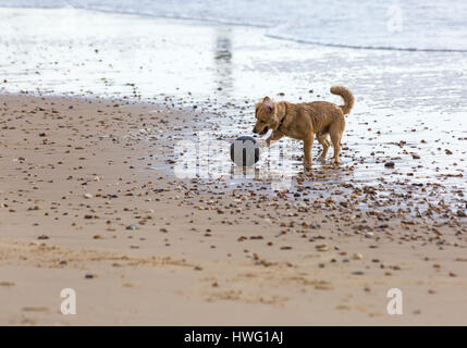 Bournemouth, Dorset, UK. 21. März 2017. UK-Wetter: Bournemouth genießt einen schönen sonnigen Tag als Besucher gehen ans Meer machen das Beste aus der Sonne an den Stränden von Bournemouth.  Hund spielen Fußball am Strand Credit: Carolyn Jenkins/Alamy Live News Stockfoto