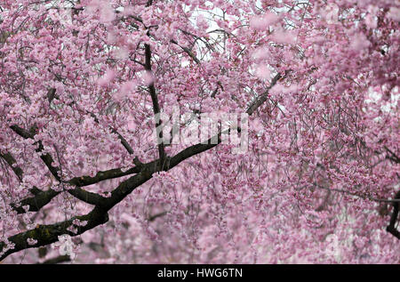 Dortmund, Deutschland. 21. März 2017. Der Zweig von einem blühenden japanischen Kirschbaum in Dortmund, Deutschland, 21. März 2017. Foto: Ina Fassbender/Dpa/Alamy Live News Stockfoto