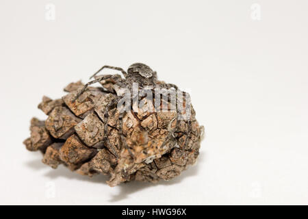 Lichen Betrieb-Spinne Stockfoto