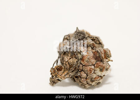 Lichen Betrieb-Spinne Stockfoto