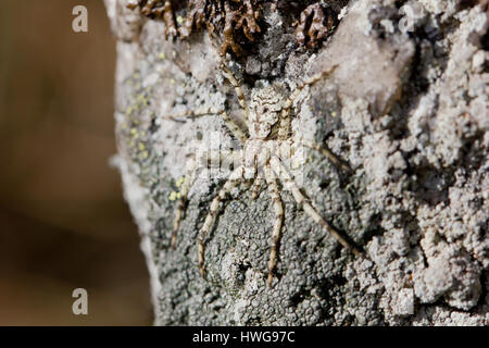 Lichen Betrieb-Spinne Stockfoto