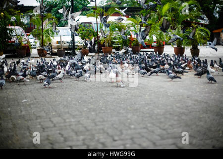 Invasion der Tauben, Tauben auf der Straße Stockfoto