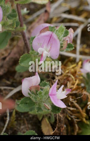 Ononis repens Stockfoto