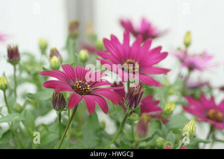 Osteospermum "Erato Deep Purple" Stockfoto