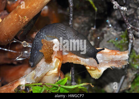 Schwarze Schnecke (Arion Ater) Fütterung auf einem Pilz Stockfoto