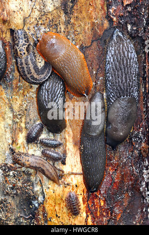 Schnecken, ruht auf einer Baumrinde Stockfoto