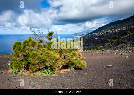 Cumbre Vieja, Fuencaliente. La Palma. Ein einsamer Kanarische Pinie wächst auf dem Grat in der Lava Boden. Die kleine verwitterte Kiefer blickt auf den Plantagen unter und die Küste. Dramatische Wolken füllen viel der Himmel, obwohl es ist ein heller Tag. Stockfoto