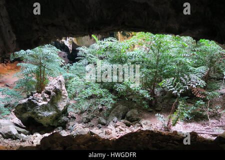 Dschungel in einer Höhle am Khao Sam Roi Yot National Park, Thailand Stockfoto