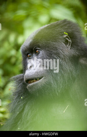 Berggorillas (Gorilla Berengei Berengei) trekking im Volcanoes-Nationalpark, Ruanda. Stockfoto