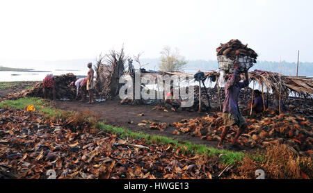 Ein Arbeiter unter Kokosnussschalen [äußere Schicht Haut entfernt] auf Kokos-Fabrik. Stockfoto