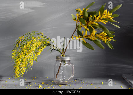 Mimosen Blüten in Glas Vase auf grauem Hintergrund aus Holz. alten Holztisch. Platz für Text zu kopieren. Stockfoto