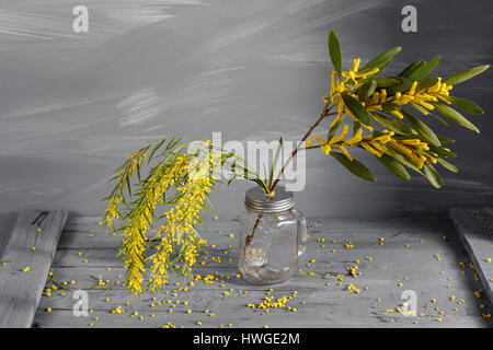 Mimosen Blüten in Glas Vase auf grauem Hintergrund aus Holz. alten Holztisch. Platz für Text zu kopieren. Stockfoto