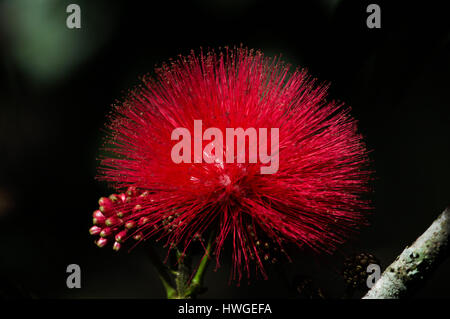 Einzelne rote Märchen Duster (Calliandra Dysantha) fotografiert im Cerrado, eine riesige tropische Savanne Ecoregion von Brasilien. Stockfoto