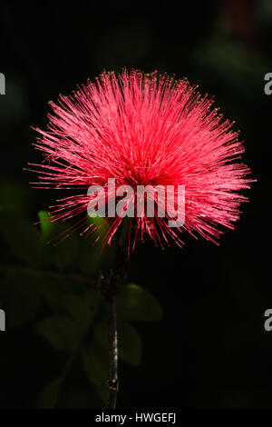 Einzelne rote Märchen Duster (Calliandra Dysantha) fotografiert im Cerrado, eine riesige tropische Savanne Ecoregion von Brasilien. Stockfoto