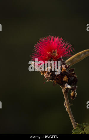 Einzelne rote Märchen Duster (Calliandra Dysantha) fotografiert im Cerrado, eine riesige tropische Savanne Ecoregion von Brasilien. Stockfoto