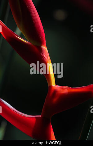 Rot Heliconia Detail auf einem grünen Hintergrund verschwommen. Papagei den Schnabel, Sittich Blume oder falsche Vogelparadies. Stockfoto