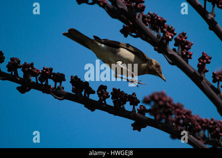 Kreide-browed Spottdrossel (Mimus Saturninus) springen aus dem Zweig der eine Schefflera Actinophylla - Brasilien Stockfoto