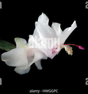 Weiße Schlumbergera Weihnachtskaktus Blume Closeup, isoliert auf schwarz Stockfoto