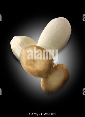 Frisch gepflückt König Trompete Pilze (pleurotus eryngii) Stockfoto