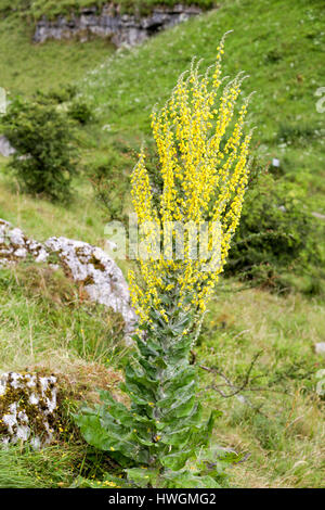 Spektakuläre Blütenspitze des heiligen Mullein Verbascum pulverulentum, das in den oberen Bereichen des Lathkill Dale Derbyshire Peak District auf Menschenhöhe wächst Stockfoto