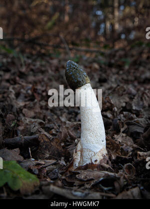 Stinkmorchel Phallus Impudicus durch Laubstreu in einen Kent-Holz-UK Stockfoto