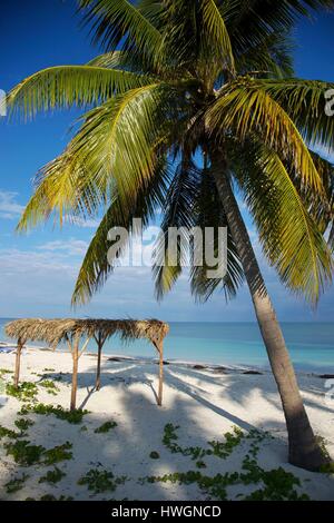 Kuba, Pinar del Rio, Cayo Levisa, Palme am Strand des Hotel Cayo Levisa, vor dem Atlantischen Ozean Stockfoto