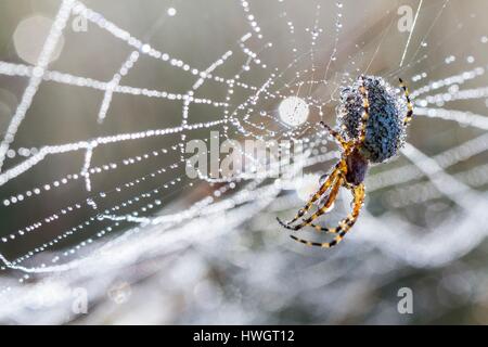 Frankreich, Isere, Ecrins-Nationalpark, dem Emparis-Plateau (Aculepeira Ceropegia) Spinne im Netz Stockfoto