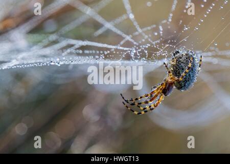 Frankreich, Isere, Ecrins-Nationalpark, dem Emparis-Plateau (Aculepeira Ceropegia) Spinne im Netz Stockfoto