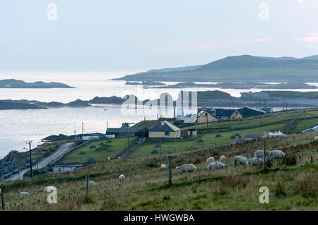 Irland, County Galway, Inishbofin Insel, Schafe Stockfoto