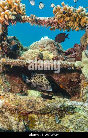 Philippinen, Mindoro, Apo Reef Naturpark, Harlekin Süßlippen (Plectorhinchus Chaetodonoides) in einem Wrack von Korallen bedeckt Stockfoto