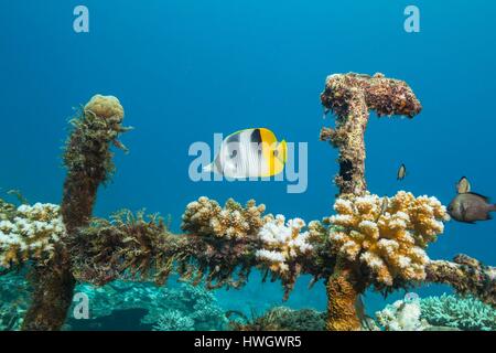 Philippinen, Mindoro, Apo Reef Naturpark, Butterflyfish in einem Wrack von Korallen bedeckt Stockfoto