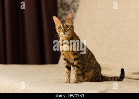 Katze von Bengali Rasse in einer Umgebung zu Hause sitzt auf der Couch Stockfoto