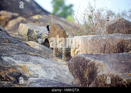 Sri Lanka, Yala national Patk, Sri Lanka Leoparden Panthera Pardus Kotiya), Fuß auf den Felsen Stockfoto