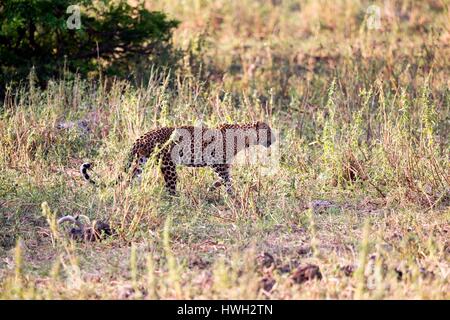 Sri Lanka, Yala national Patk, Sri Lanka Leoparden Panthera Pardus Kotiya), Fuß Stockfoto