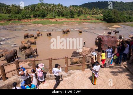 Sri Lanka, Sri Lanka, Pinnawala Elefanten (Elephas Maximus Maximus) von Pinnawala Elefanten Waisenhaus baden in der Maha Oya Fluß mit ihren Betreuern in der Nähe, Teil einer Regelung, die von der Sri Lankan Abteilung der Tierwelt Stockfoto