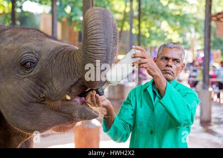 Sri Lanka, Sri Lanka, Pinnawala Elefanten (Elephas Maximus Maximus) von Pinnawala Elefanten Waisenhaus; für die Öffentlichkeit zugänglich, Teil einer Regelung, die von der Sri Lankan Abteilung der Tierwelt, mit ihren Betreuern in der Nähe, junge Feed mit einer Flasche Milch Stockfoto