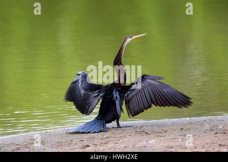 Sri Lanka, Yala national Patk, orientalische Darter oder indischen Darter (Anhinga Melanogaster), die Flügel trocknen Stockfoto