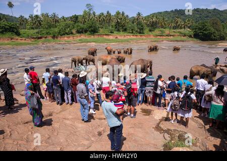 Sri Lanka, Sri Lanka, Pinnawala Elefanten (Elephas Maximus Maximus) von Pinnawala Elefanten Waisenhaus baden in der Maha Oya Fluß mit ihren Betreuern in der Nähe, Teil einer Regelung, die von der Sri Lankan Abteilung der Tierwelt Stockfoto