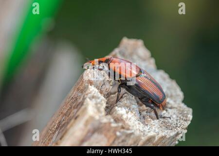 Frankreich, Alpes-Maritimes, Mandelieu la Napoule, Palmrüssler (Rhynchophorus Ferrugineus), Pest, welche Angriffe Palmen aus Asien Stockfoto
