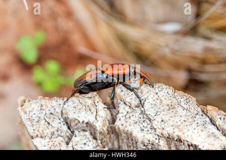 Frankreich, Alpes-Maritimes, Mandelieu la Napoule, Palmrüssler (Rhynchophorus Ferrugineus), Pest, welche Angriffe Palmen aus Asien Stockfoto