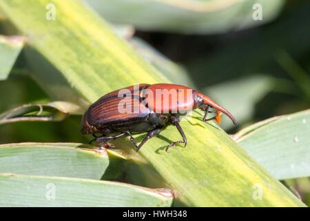 Frankreich, Alpes-Maritimes, Mandelieu la Napoule, Palmrüssler (Rhynchophorus Ferrugineus), Pest, welche Angriffe Palmen aus Asien Stockfoto