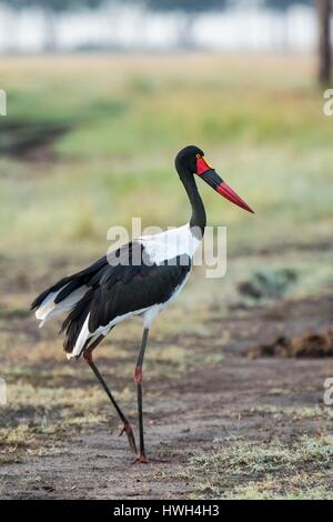 Kenia, Masai-Mara Wildgehege, Sattel – abgerechnet Stork (Ephippiorynchus Senegalensis), Weiblich Stockfoto